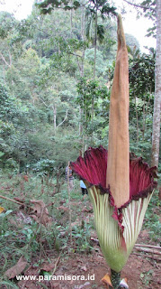 Bunga Bankai Bengkulu