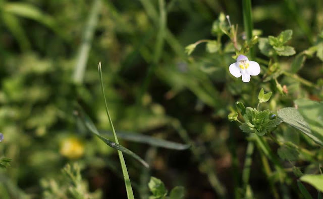 Mazus Japonicus Flowers Pictures