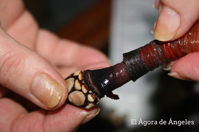 Cómo cocer y comer percebes  