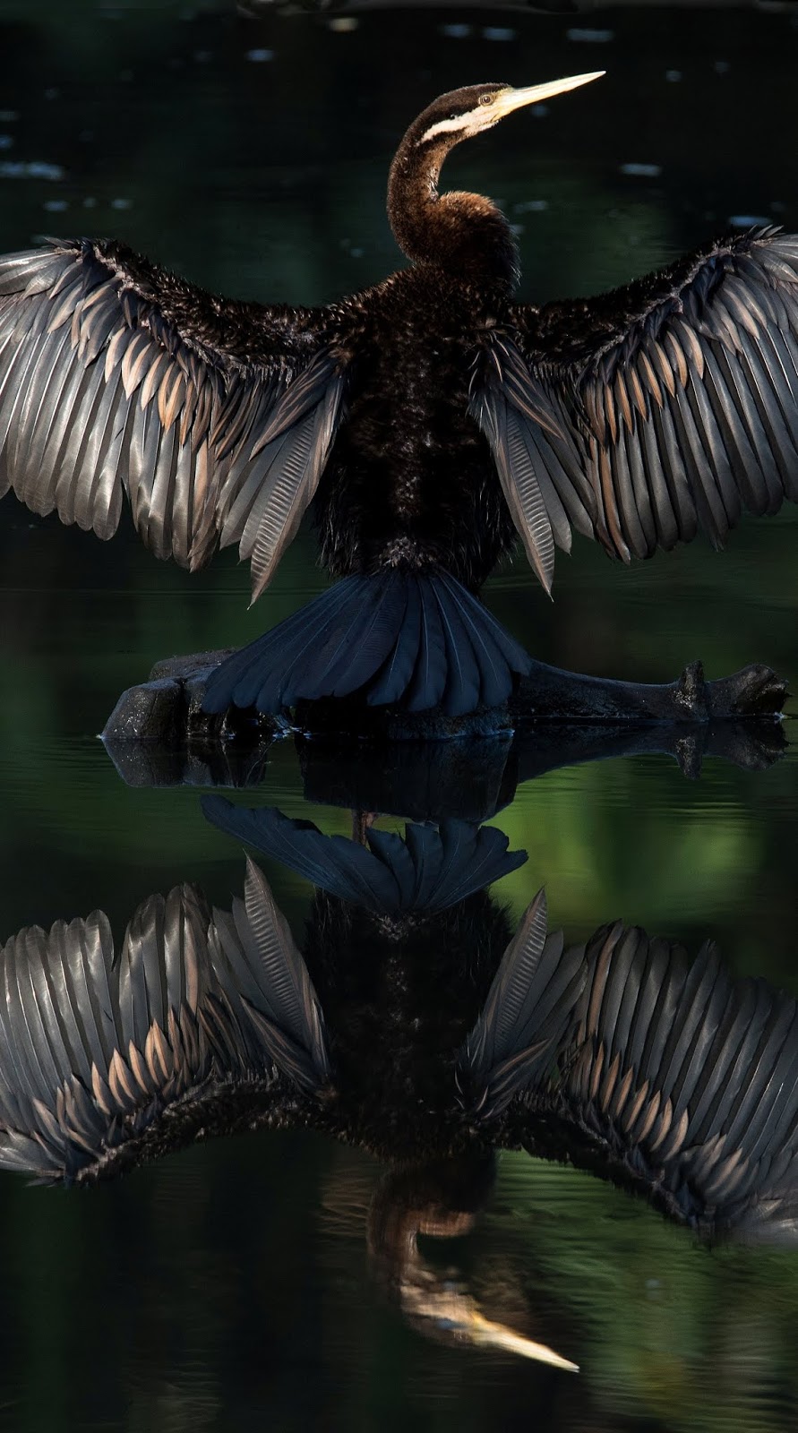 A darter with it's reflection.