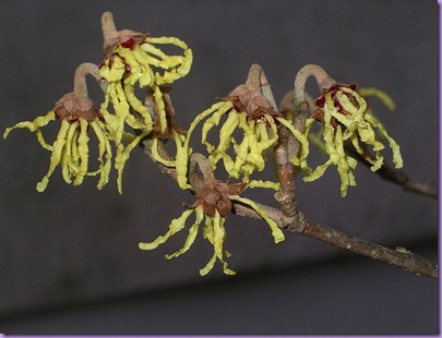 800px-Hamamelis_flowers