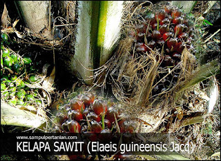 Klasifikasi dan Morfologi Tanaman Kelapa Sawit (Elaeis guineensis Jacq)