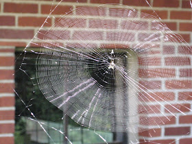 spider web