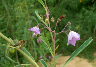 Duraznillo blanco Solanum glaucophyllum