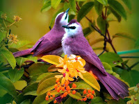 Flowers And Birds Wallpaper