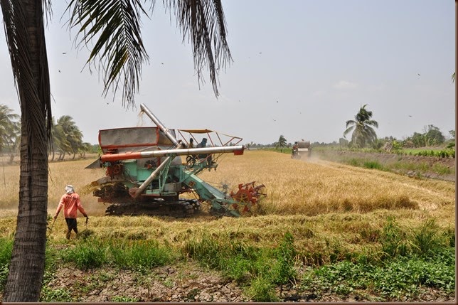 Rice harvest