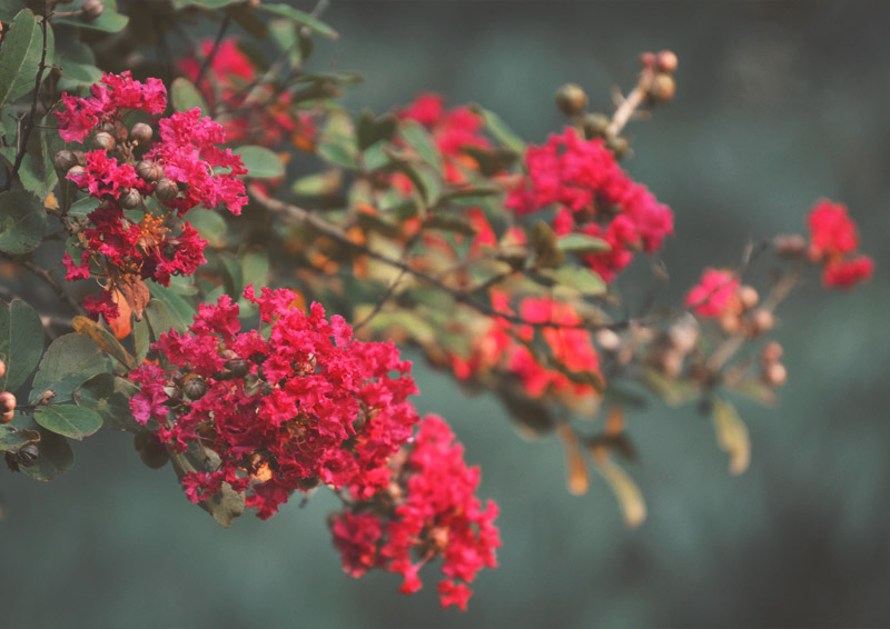 The Flying Clubhouse: Summer's End - Crepe Myrtle