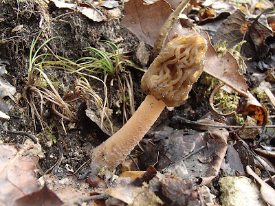 grzyby 2017, grzyby wiosenne, grzyby w kwietniu, smardzówka czeska - Ptychoverpa bohemica, uszak bzowy Auricularia auricula-judae, trzęsak pomarańczowy Tremella aurantia