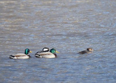 Mallards and Hooded Mergansers