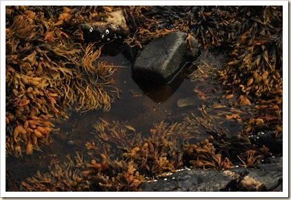 tide pool