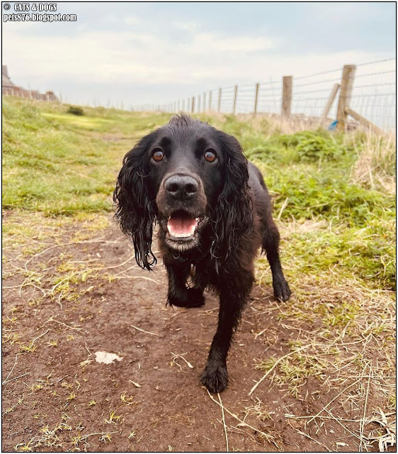 cocker spaniel