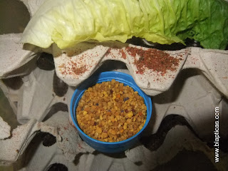blapticas alimentacion