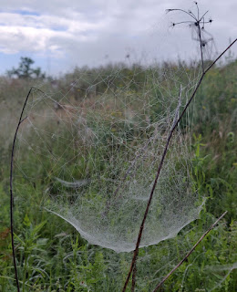 A funnel web spider (maybe?)