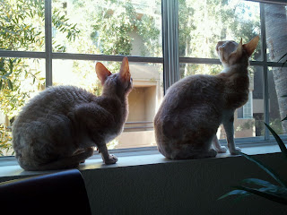 Two Cornish Rex Cats birdwatching through a window