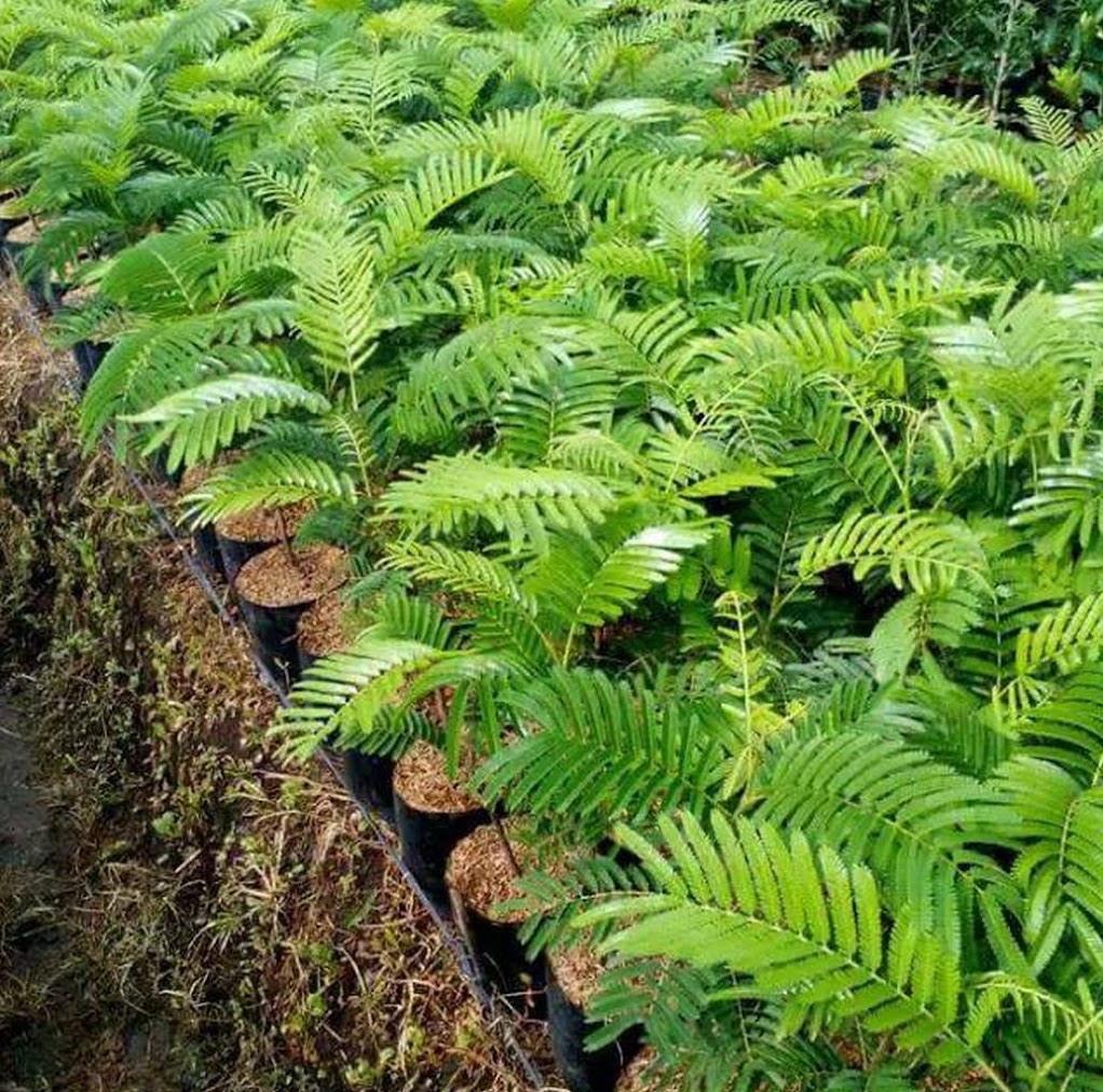 bibit pete pohon cina lamtoro super bisa cepat berbuah dalam Maluku Utara