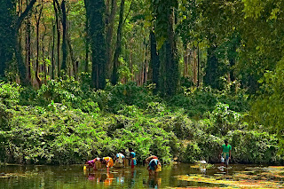 The jungle,  India