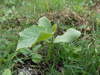 Cucumber at 2 weeks old