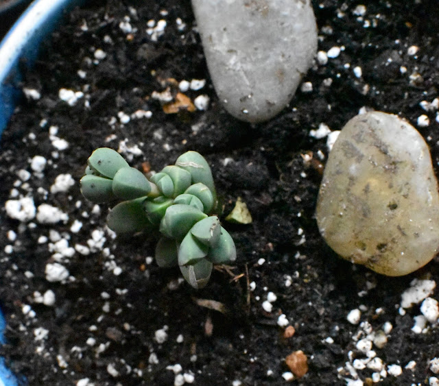 Argyroderma patens