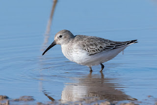 correlimos-comun-calidris-alpina-