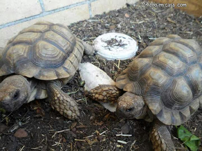 Tortugas argentinas - Chelonoidis chilensis