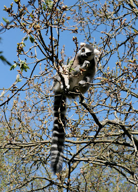 Ring-tailed lemur nomming