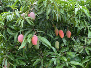 Mangifera indica - Manguier - Mangue