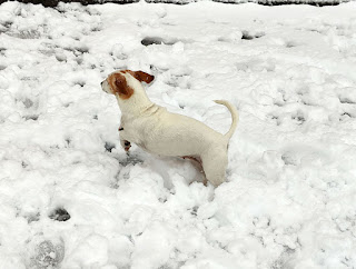 Thelma bouncing through the snow