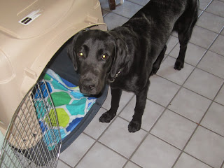 Dewey standing in front of his crate at Al and Rita's 