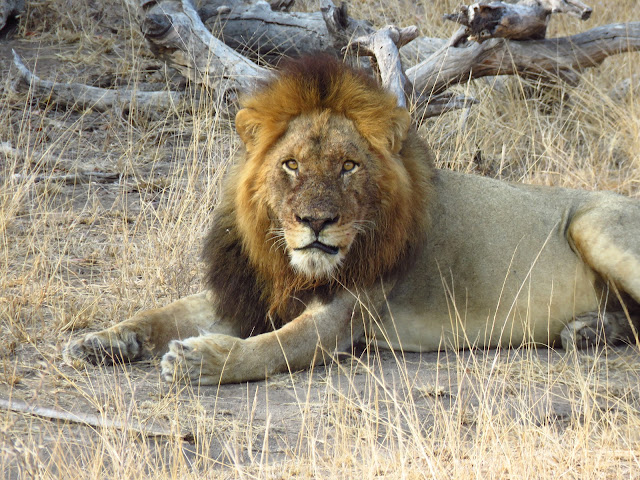 Kruger lions