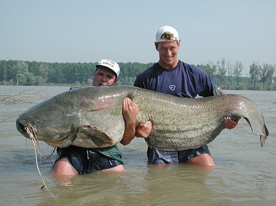 big fish giant