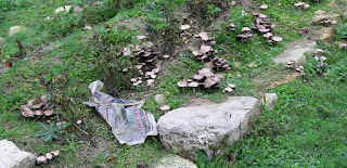 Mushrooms on the hugelkultur