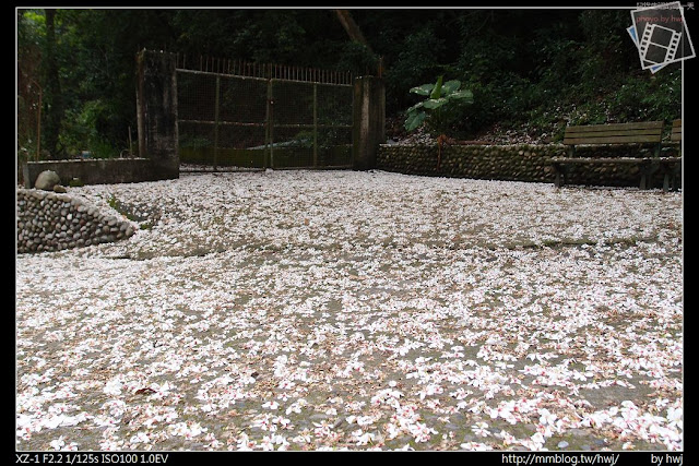 2013-04-17彰化芬園挑水古道 油桐花季