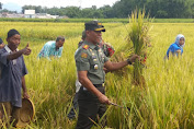 Dandim 0824 Letkol Inf La Ode M Nurdin Pantau Panen Raya Padi Gapoktan Sidomakmur