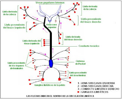 Esquema de la circulación linfática