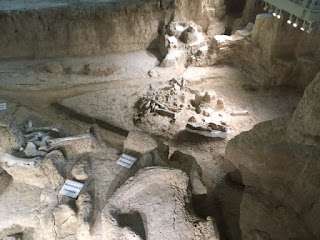 waco mammoth