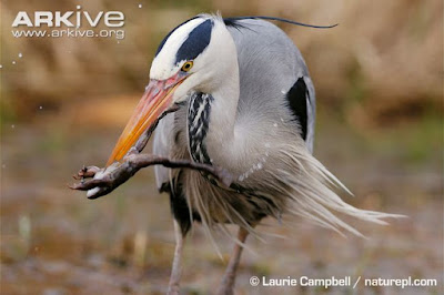 Heron eat Common Frog