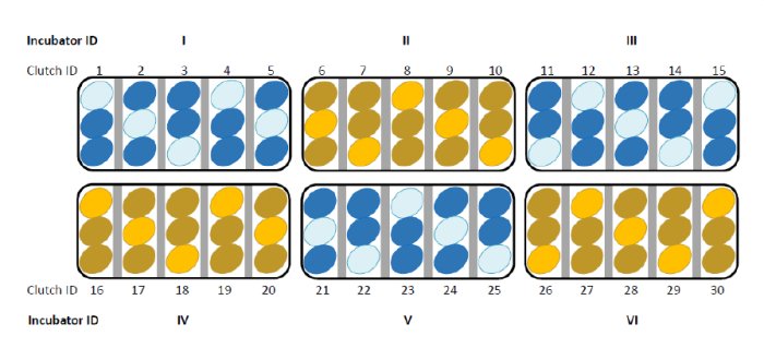 Baby Birds Can Communicate With One Another From Inside Unhatched Eggs