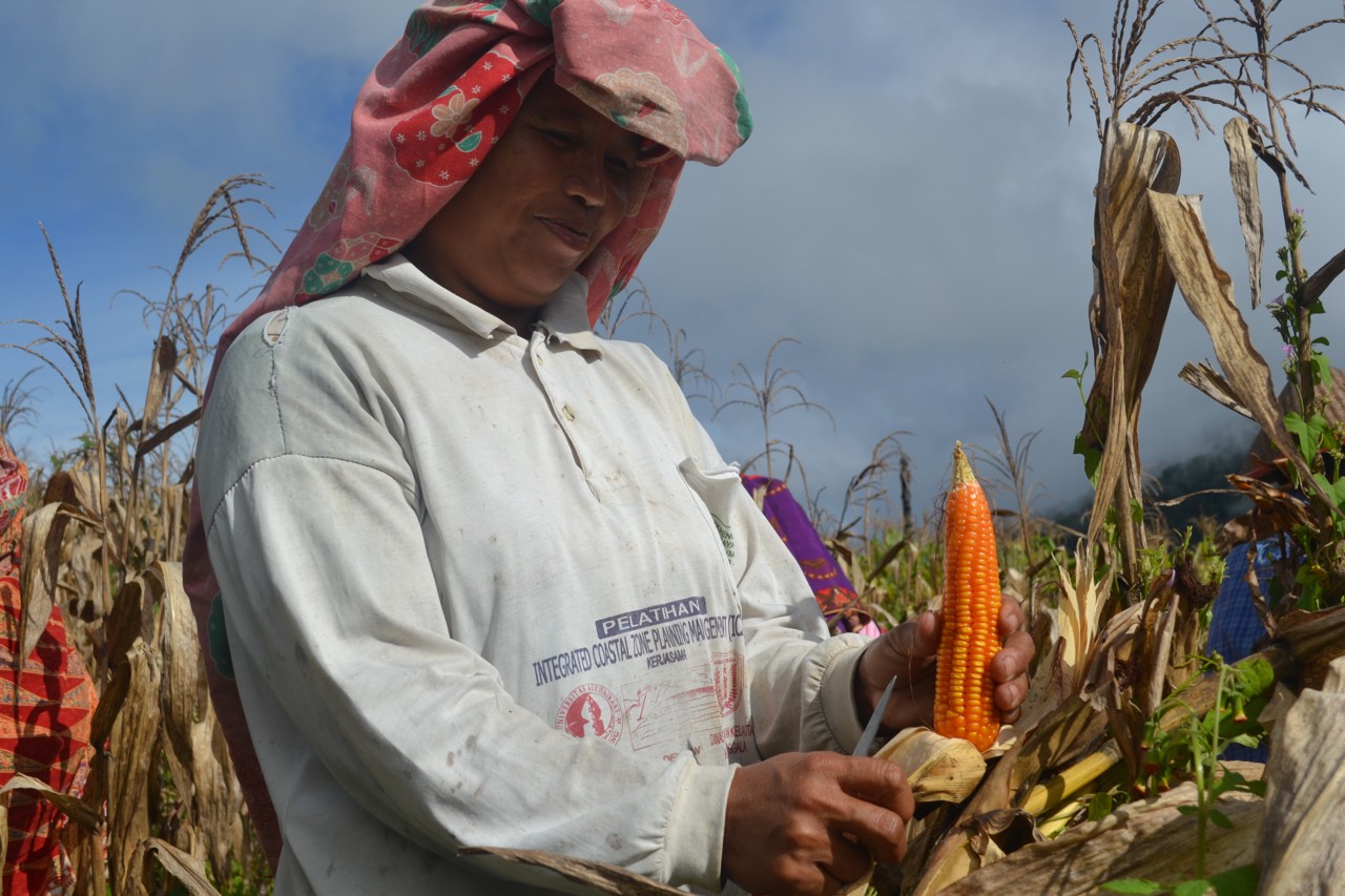 Cara Panen Jagung