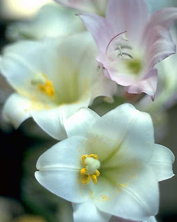 white flowers