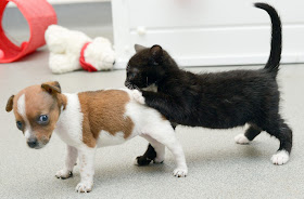 Buttons the puppy and Kitty the kitten become best friends, adopted animals, animal friends, cute baby animals