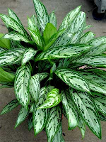 Aglaonema