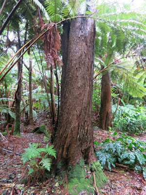 Acacia koa, Volcano, Hawaii