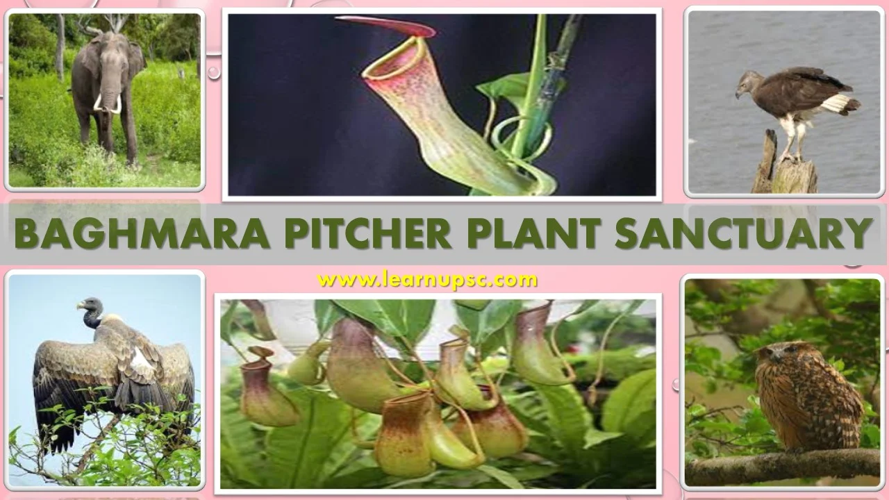 Baghmara Pitcher Plant Sanctuary