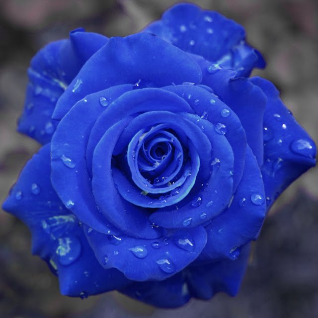 Blue Roses