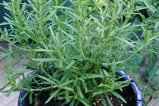 rosemary plant in a pot