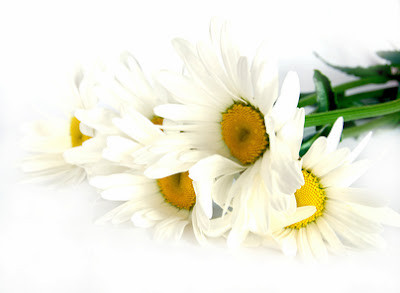  Paraben-free cosmetic-Chamomile