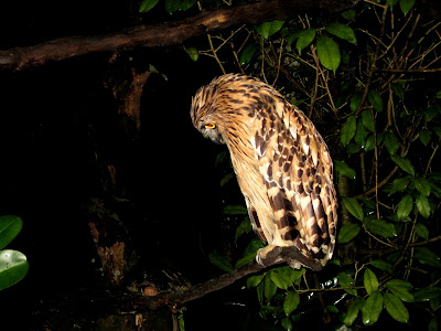 Alkisah satu cerita: NIGHT SAFARI TAIPING