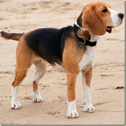 nombres de perros1