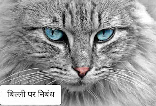 Hindi essay on cat, about cat in hindi