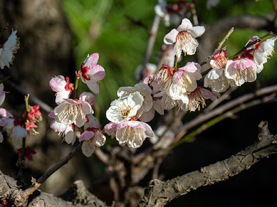 Ume (Japanese apricot) flowers: Engaku-ji